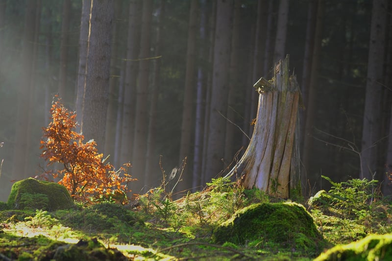 Enchanted Forests