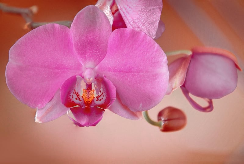Orchid Flower